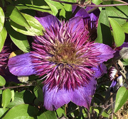 14th Apr 2020 - Clematis in bloom
