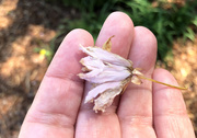 11th Apr 2020 - PINK crabapple blossom