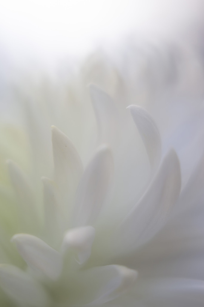 Chrysanthemum Flower by pdulis