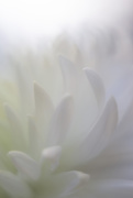 15th Apr 2020 - Chrysanthemum Flower