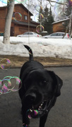 14th Apr 2020 - Max is trying to eat the bubbles