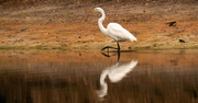 14th Apr 2020 - Egret Searching for Lunch!