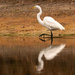 Egret Searching for Lunch! by rickster549