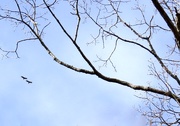 14th Apr 2020 - Oak tree and Turkey Vultures