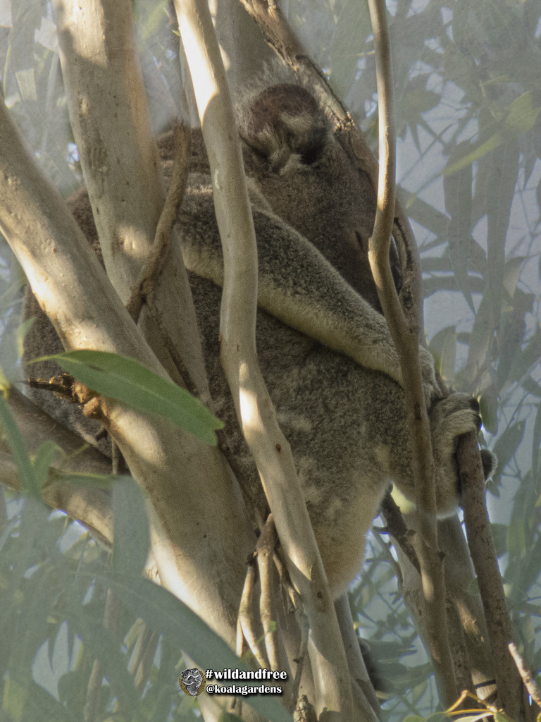 tucked up by koalagardens
