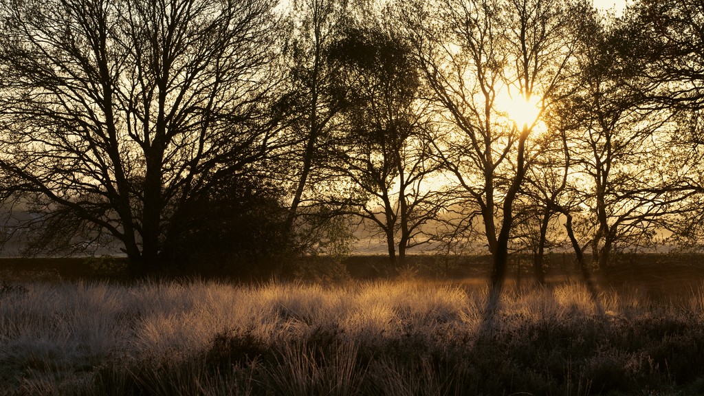 Dawn frost by moonbi