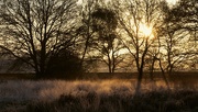 15th Apr 2020 - Dawn frost