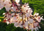 15th Apr 2020 - Blossoms