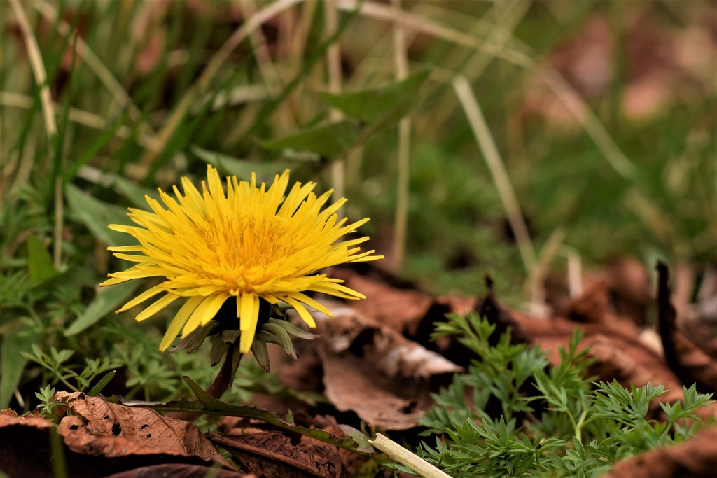 dandelion by christophercox