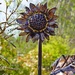 a copper sunflower by quietpurplehaze