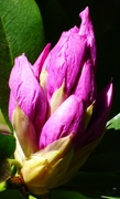 15th Apr 2020 - Rhododendron