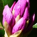 Rhododendron by fishers