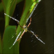16th Apr 2020 - St Andrew’s Cross Spider ~  