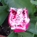 frilled tulip by arthurclark