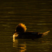 Hooded Merganser enjoying an evening swim by 365karly1