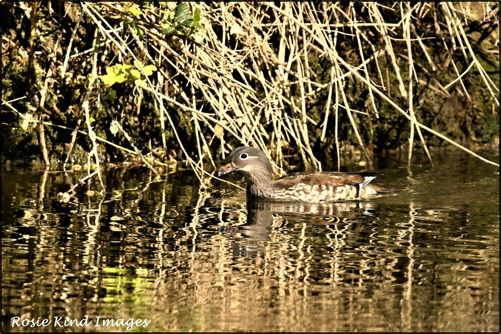 I think this is the female chestnut teal by rosiekind