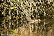 15th Apr 2020 - I think this is the female chestnut teal