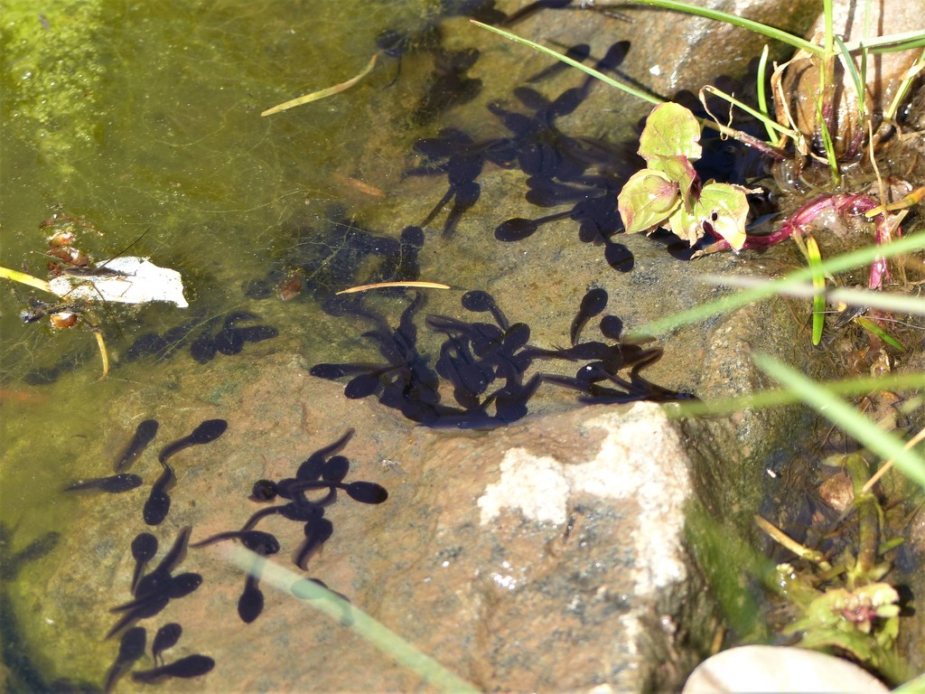 tadpoles-in-the-pond-by-sue-cooper-365-project