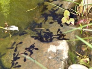 15th Apr 2020 - Tadpoles in the Pond