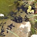 Tadpoles in the Pond by susiemc