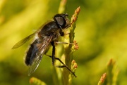 15th Apr 2020 - HOVER-FLY ON CONIFER- 2 