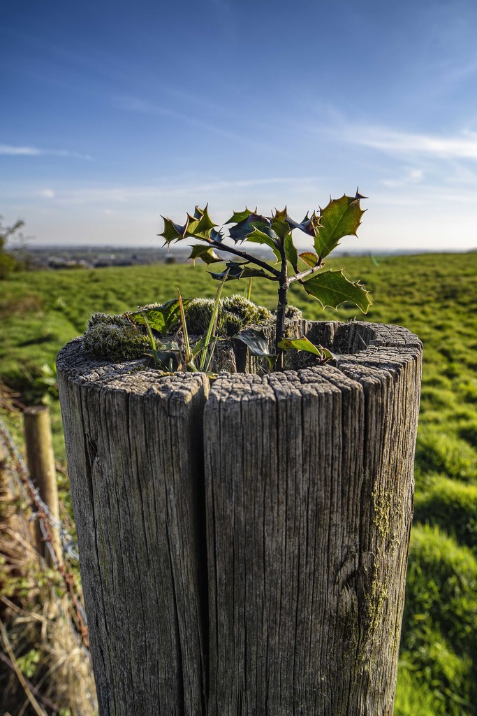 Fence post planter. by gamelee