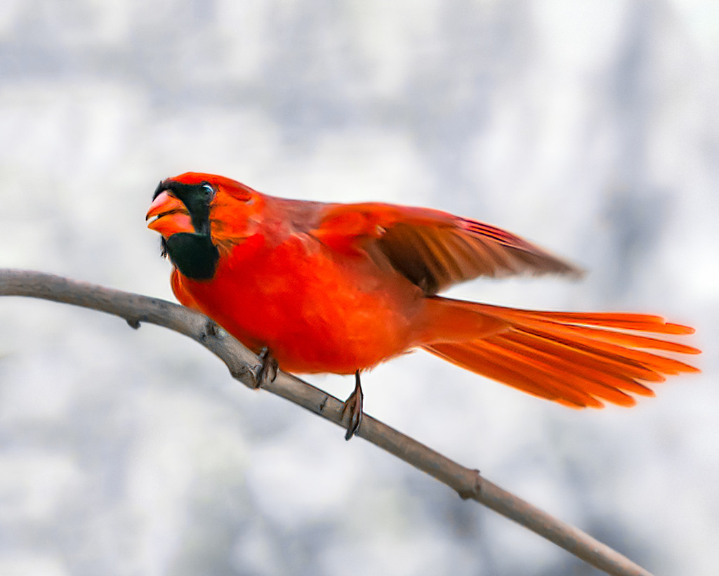 cardinal out my window by jernst1779