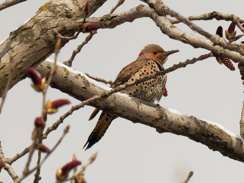 northern flicker on a branch by rminer