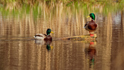 15th Apr 2020 - mallards on a pond