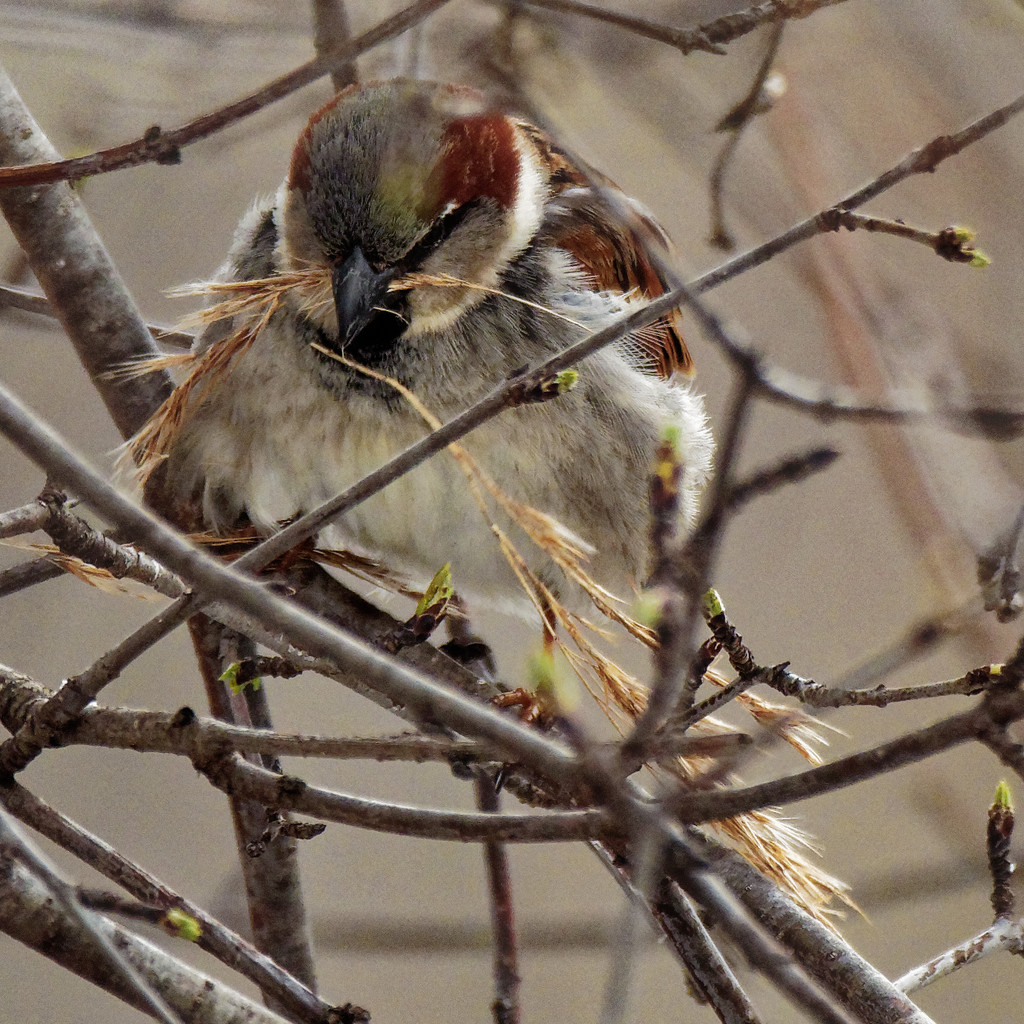 house sparrow building a nest by rminer