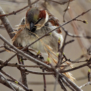 15th Apr 2020 - house sparrow building a nest