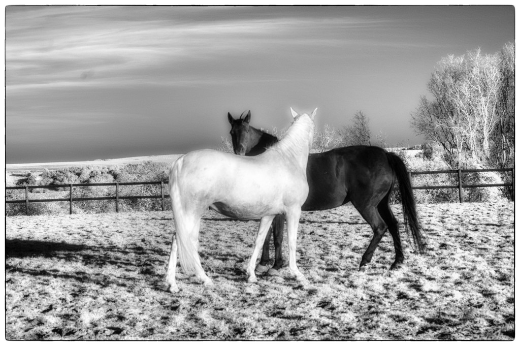 Black & White by fbailey