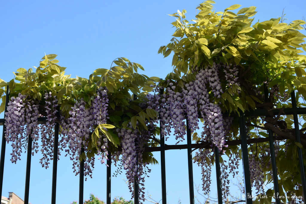 wisteria' season by parisouailleurs