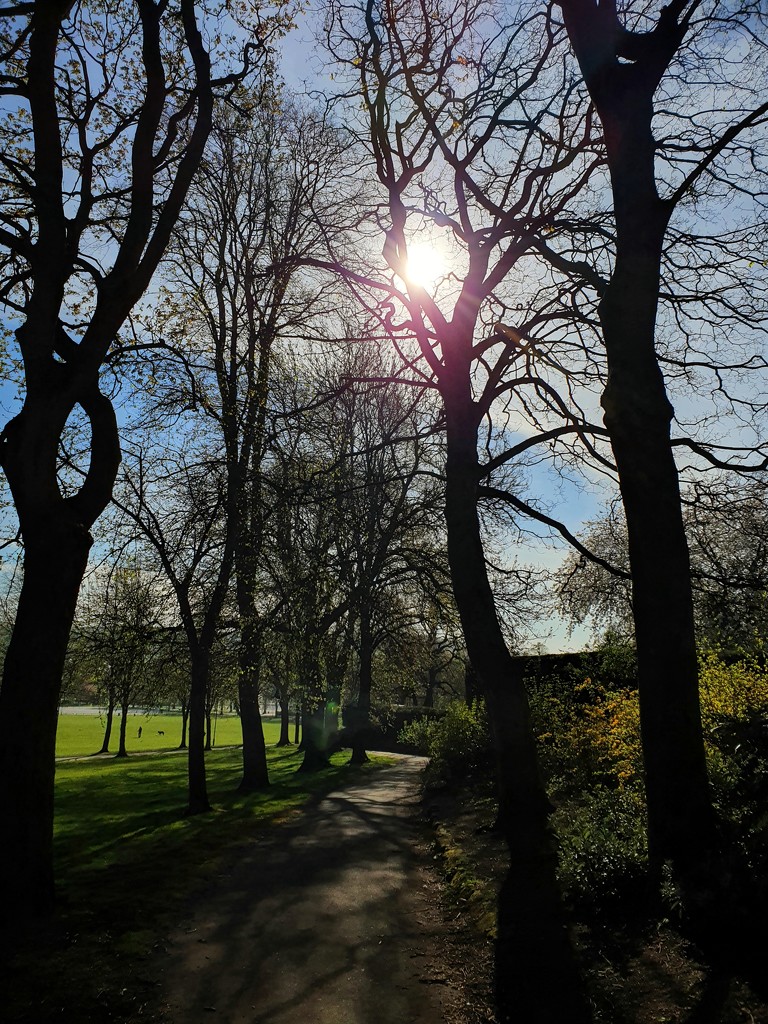 Morning walk at the park by isaacsnek
