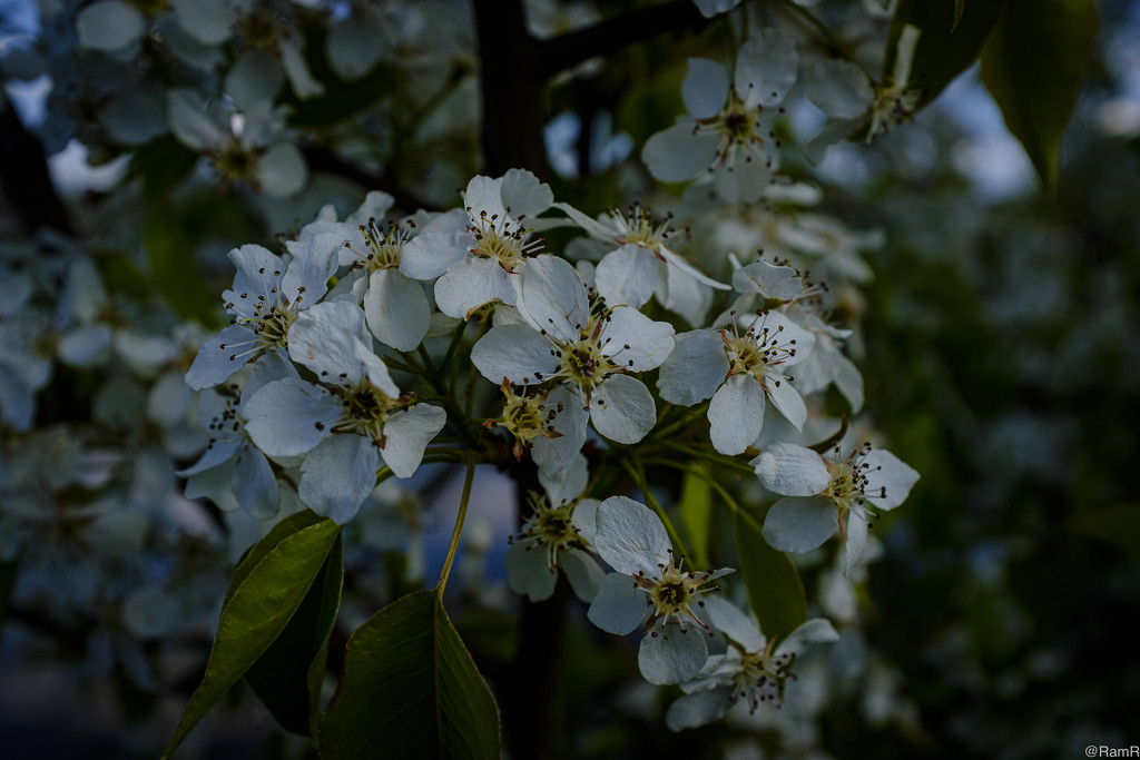 Spring & Flowers by ramr