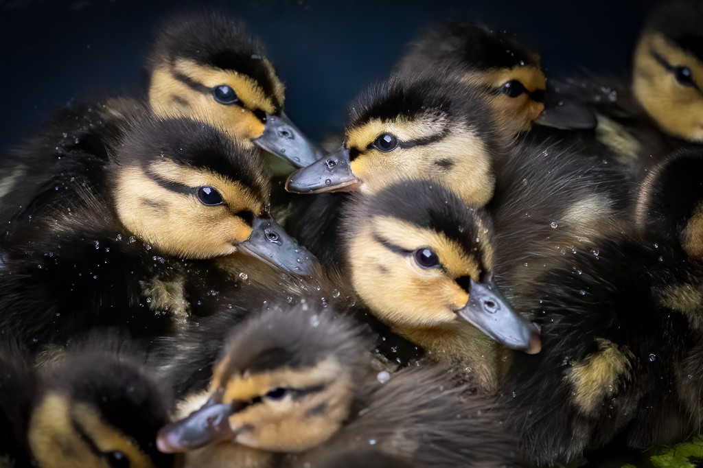 Mallard Ducklings by nicoleweg