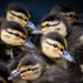 Mallard Ducklings by nicoleweg