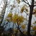 Yellow against grey skies by dianezelia