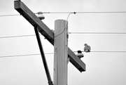 15th Apr 2020 - Bird On A High Wire