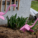 Montana Flamingos by bjywamer