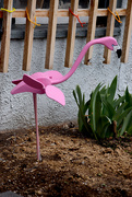 14th Apr 2020 - Pink Flamingo in Montana?
