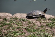 14th Apr 2020 - Sunbathing