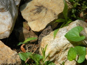 15th Apr 2020 - Toad Hiding Between Rocks 