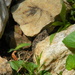 Toad Hiding Between Rocks  by sfeldphotos