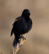 15th Apr 2020 - Red Wing Blackbird