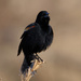 Red Wing Blackbird by tosee