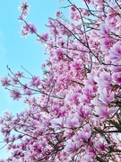 17th Apr 2020 - Pink spring !!
