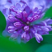 17th Apr 2020 - Macro lilac