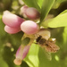 Bee Positive by joysfocus