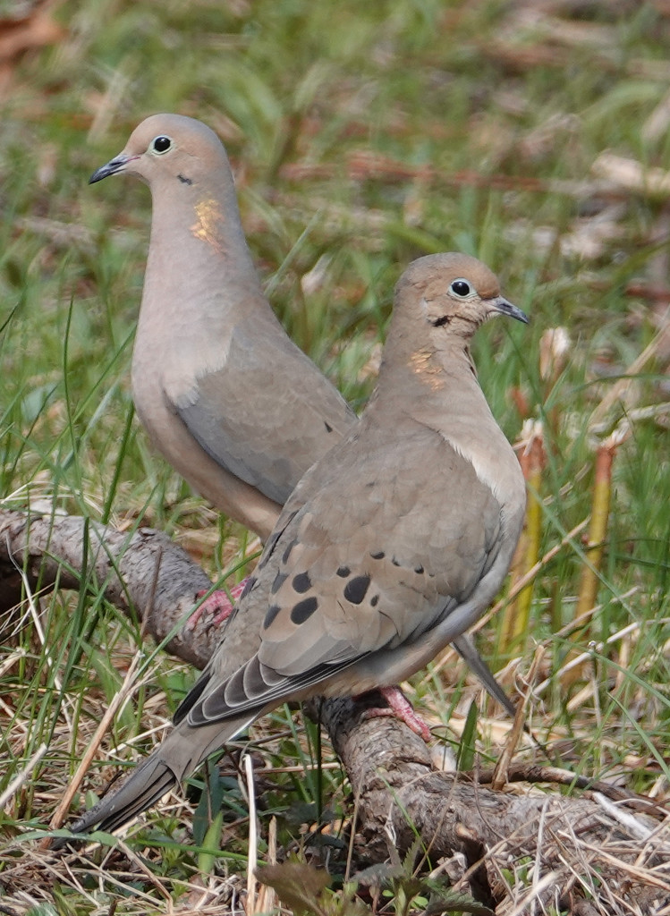 Mourning Doves by annepann